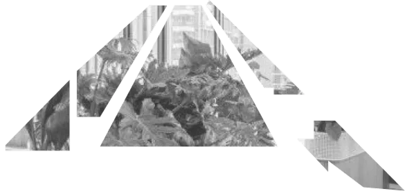 image de plantes sur une étagère